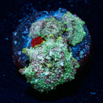 Pink Confetti Mushroom - riptide aquaculture llc