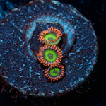 Emeralds On Fire Zoanthid - riptide aquaculture llc