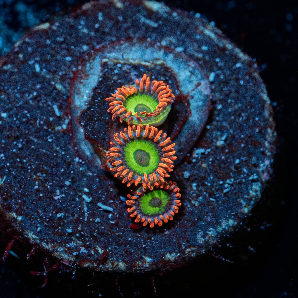 Emeralds On Fire Zoanthid - riptide aquaculture llc