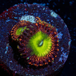 Bowsers Zoanthid - riptide aquaculture llc