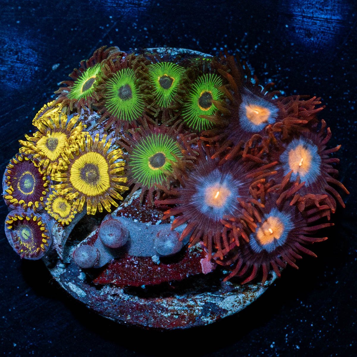 Zoanthid Combo Plug - riptide aquaculture llc