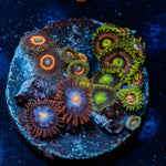 Zoanthid Combo Plug - riptide aquaculture llc