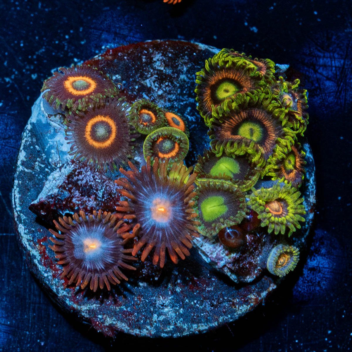 Zoanthid Combo Plug - riptide aquaculture llc