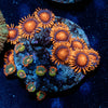 Zoanthid Combo Plug - riptide aquaculture llc