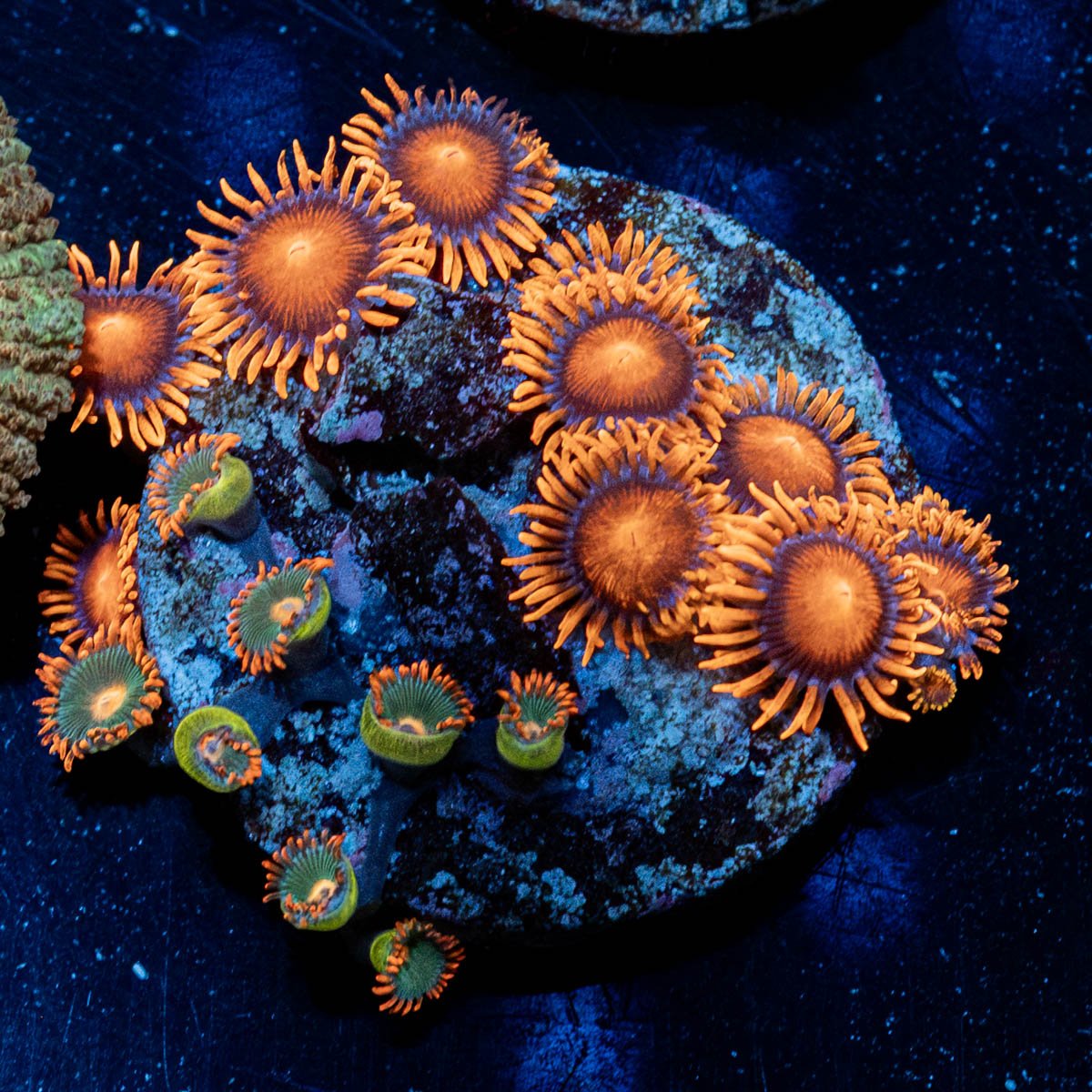 Zoanthid Combo Plug - riptide aquaculture llc