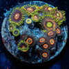 Zoanthid Combo Plug - riptide aquaculture llc