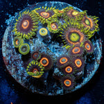 Zoanthid Combo Plug - riptide aquaculture llc
