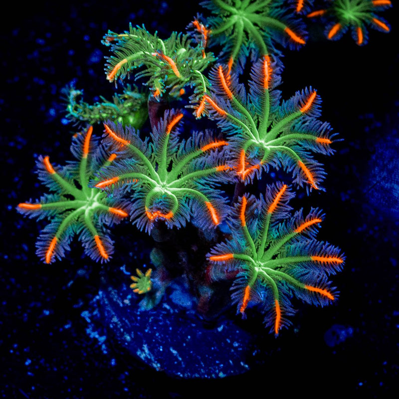 ARC Firework Clove Pyolps