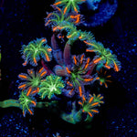 ARC Firework Clove Pyolps - riptide aquaculture llc