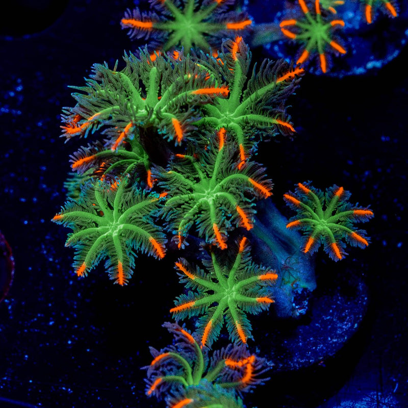 ARC Firework Clove Pyolps