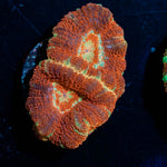 Blood Moon Asian Acan - riptide aquaculture llc