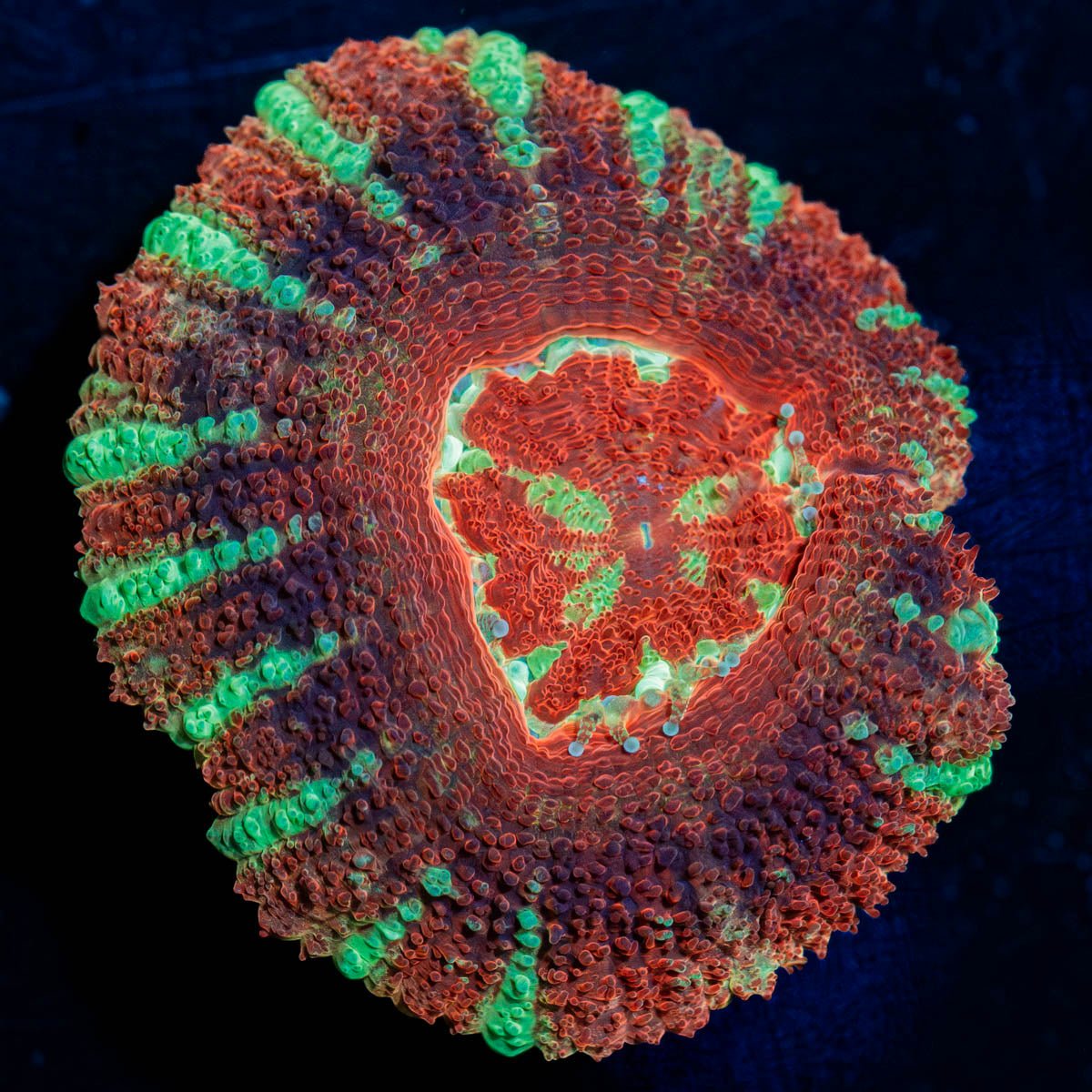 Blood Moon Asian Acan - riptide aquaculture llc