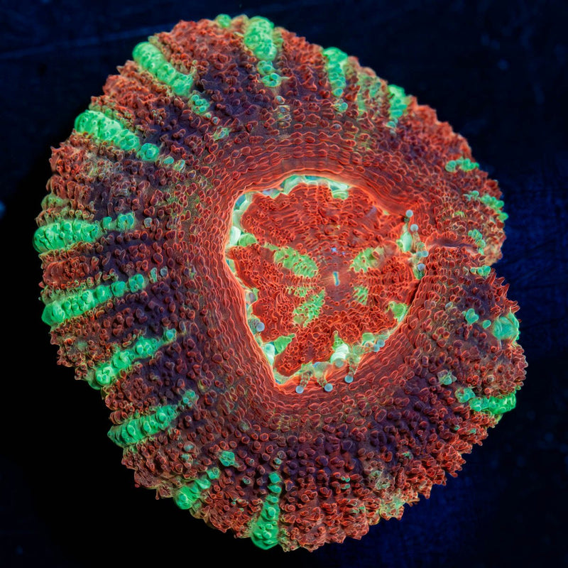 Blood Moon Asian Acan