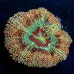 Red Fox Asian Acan - riptide aquaculture llc