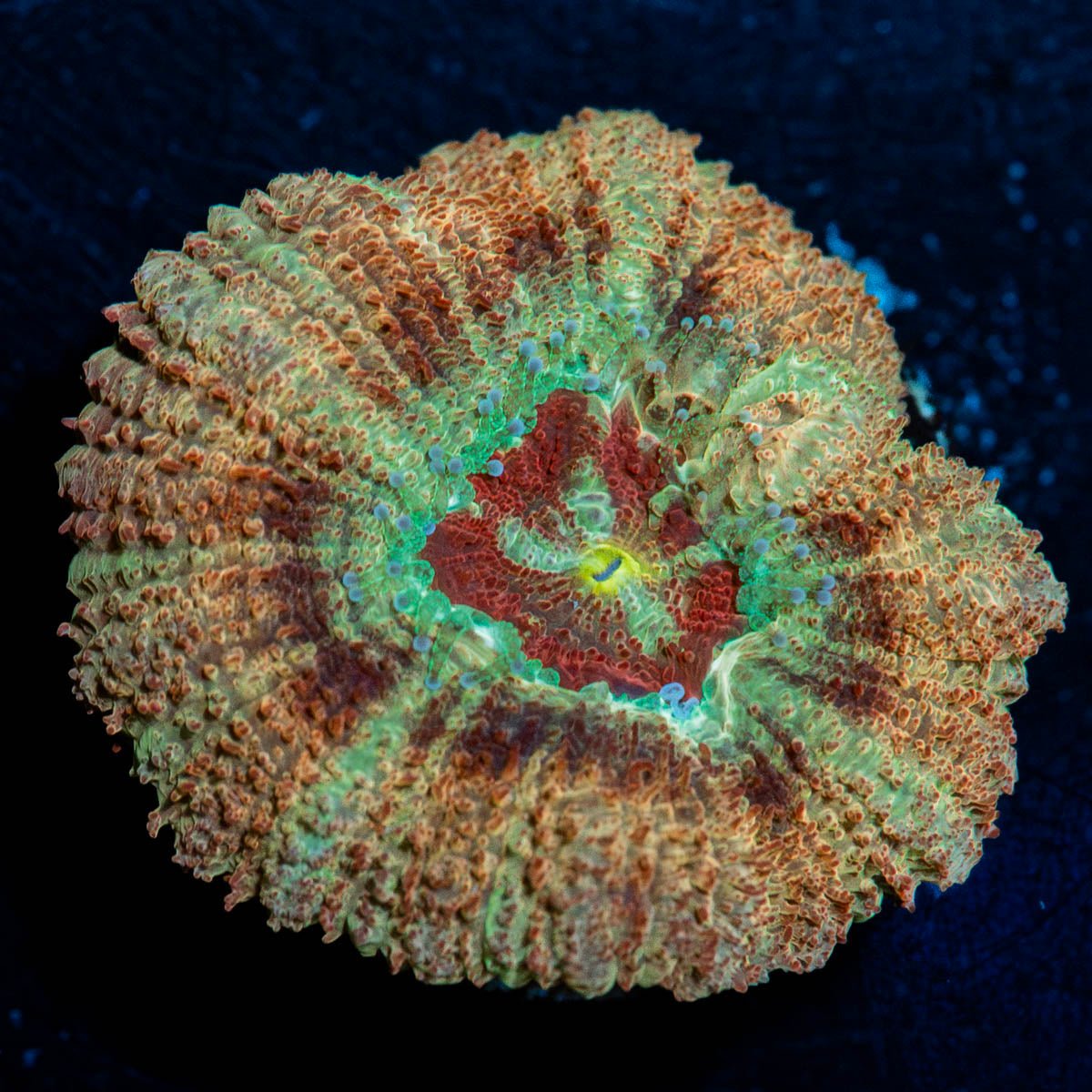 Red Fox Asian Acan - riptide aquaculture llc