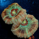 Red Fox Asian Acan - riptide aquaculture llc