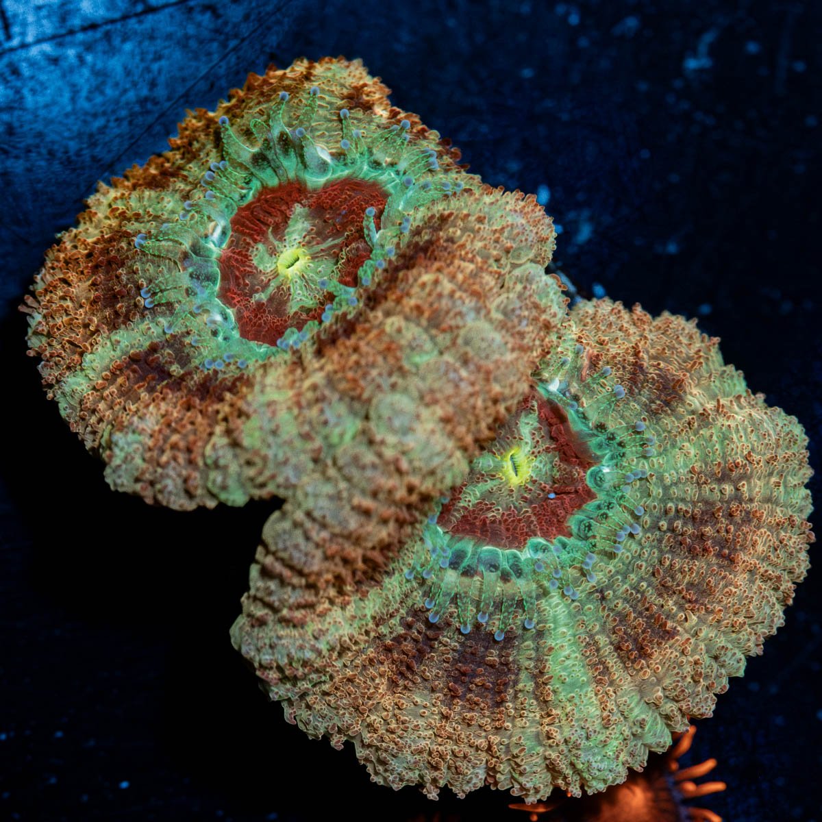 Red Fox Asian Acan - riptide aquaculture llc