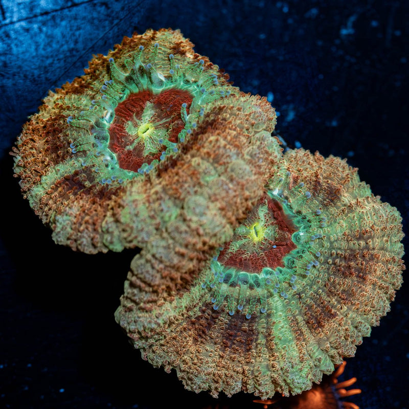 Red Fox Asian Acan
