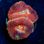Blood Moon Asian Acan - riptide aquaculture llc