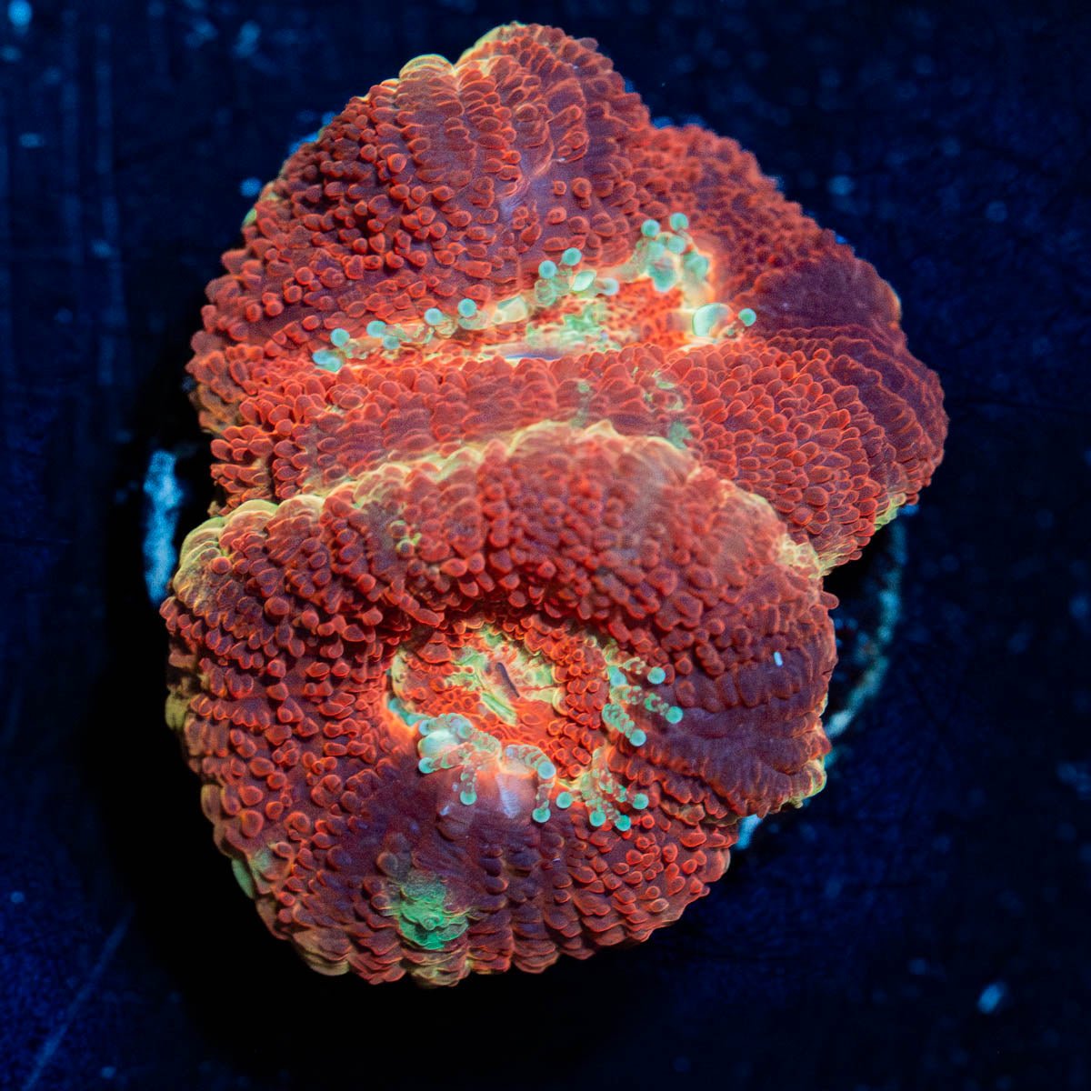 Blood Moon Asian Acan - riptide aquaculture llc