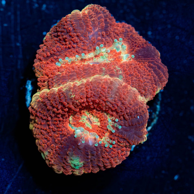 Blood Moon Asian Acan
