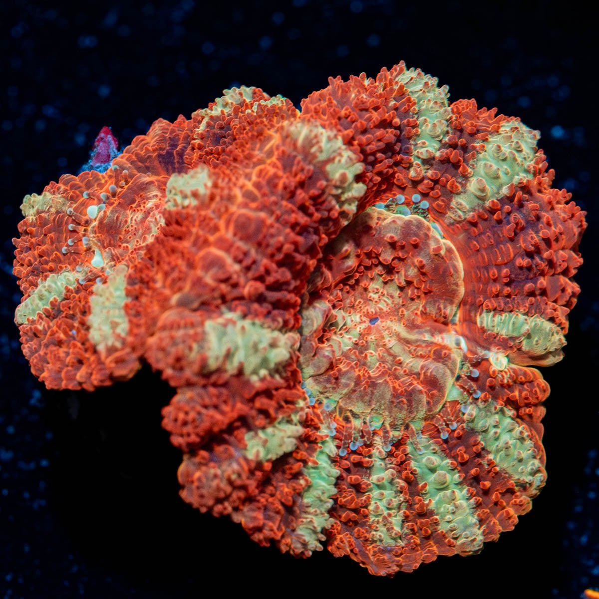 Blood Moon Asian Acan - riptide aquaculture llc