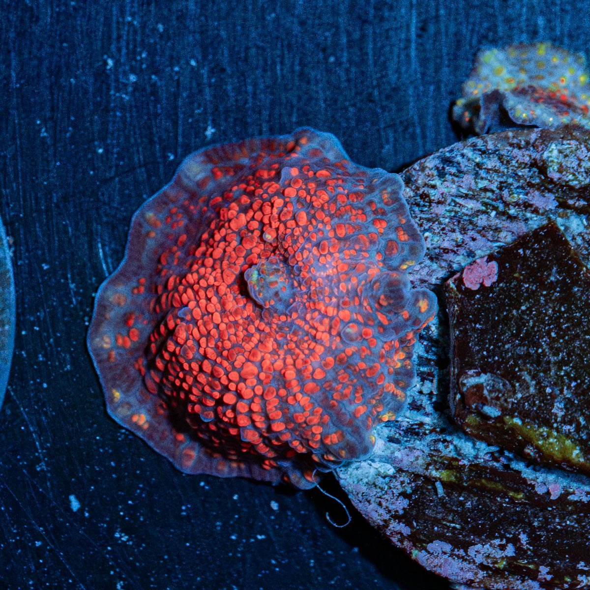 Cheesecake Mushroom - riptide aquaculture llc