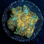 Leopard Mushroom - riptide aquaculture llc