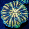 Ultra Button Scoly - riptide aquaculture llc