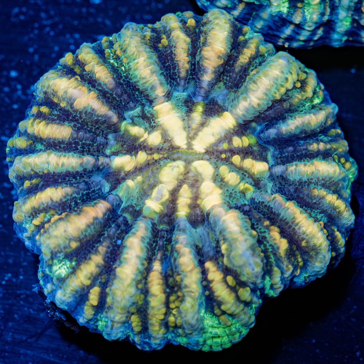 Ultra Button Scoly - riptide aquaculture llc