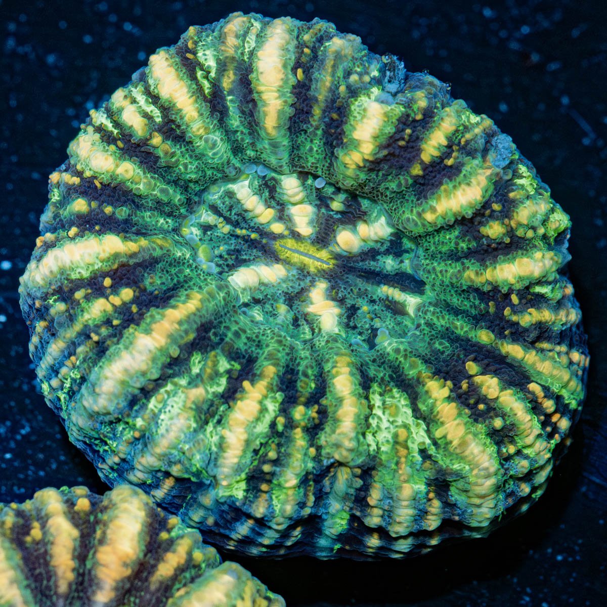 Ultra Button Scoly - riptide aquaculture llc