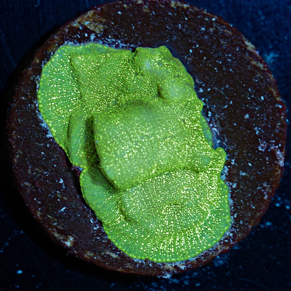 Green Lantern Lepto - riptide aquaculture llc