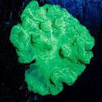 Neon Green Cabbage Leather - riptide aquaculture llc