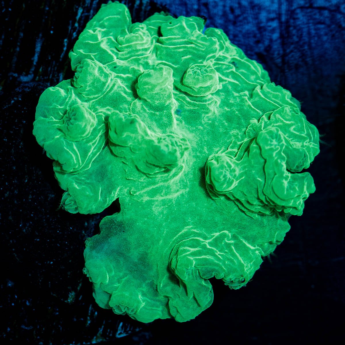 Neon Green Cabbage Leather - riptide aquaculture llc
