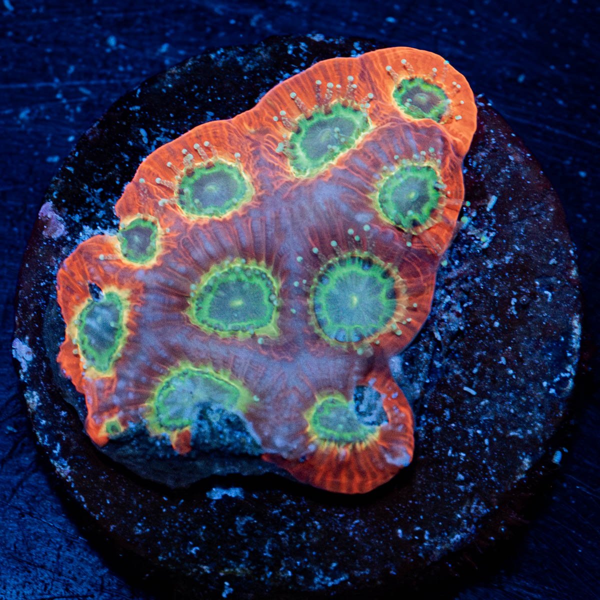 Sector 07 Favia - riptide aquaculture llc