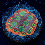 Sector 07 Favia - riptide aquaculture llc