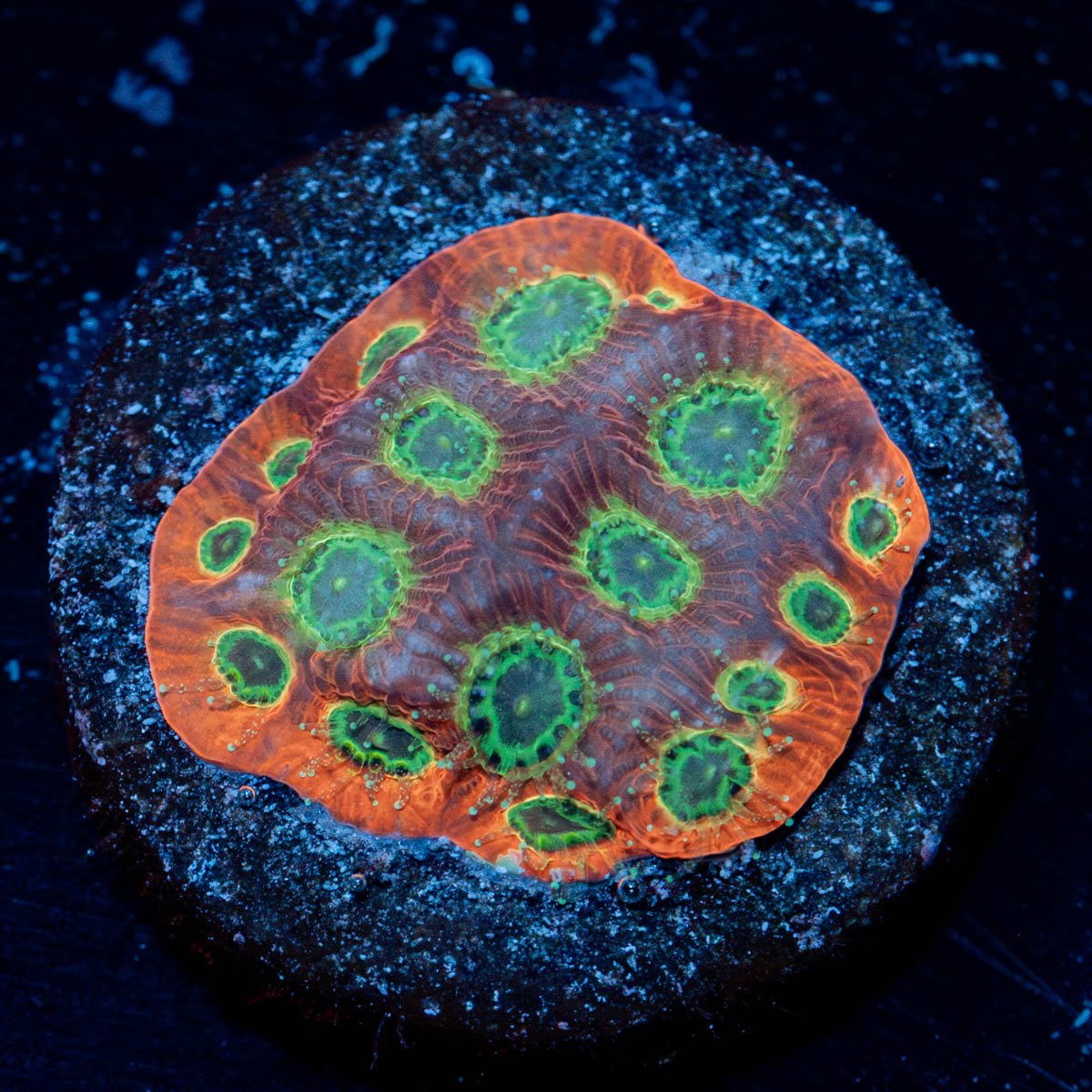 Sector 07 Favia - riptide aquaculture llc