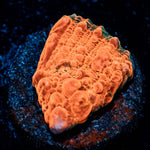 Jolly Rancher Chalice - riptide aquaculture llc