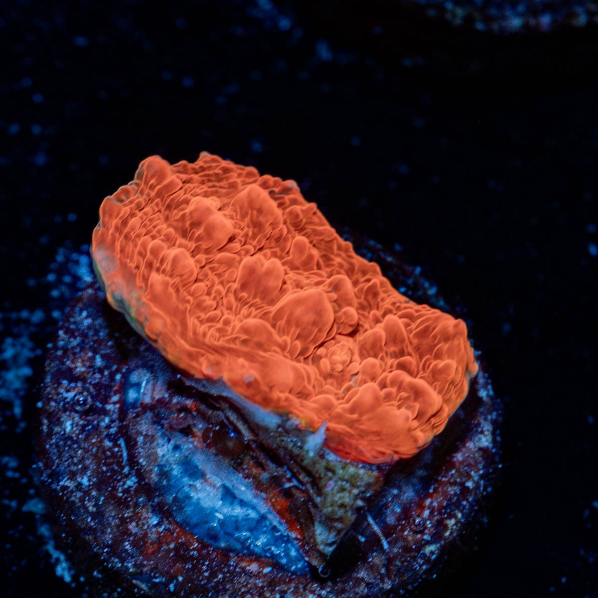 Jolly Rancher Chalice - riptide aquaculture llc