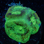 Green Lantern Favia - riptide aquaculture llc