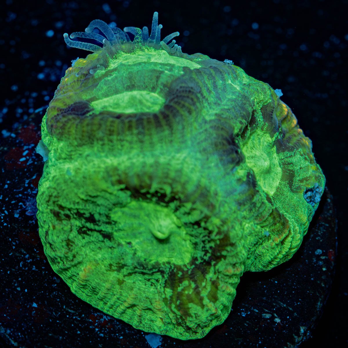 Green Lantern Favia - riptide aquaculture llc