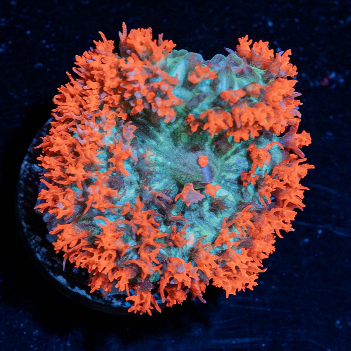 Saint Thomas Mushroom - riptide aquaculture llc