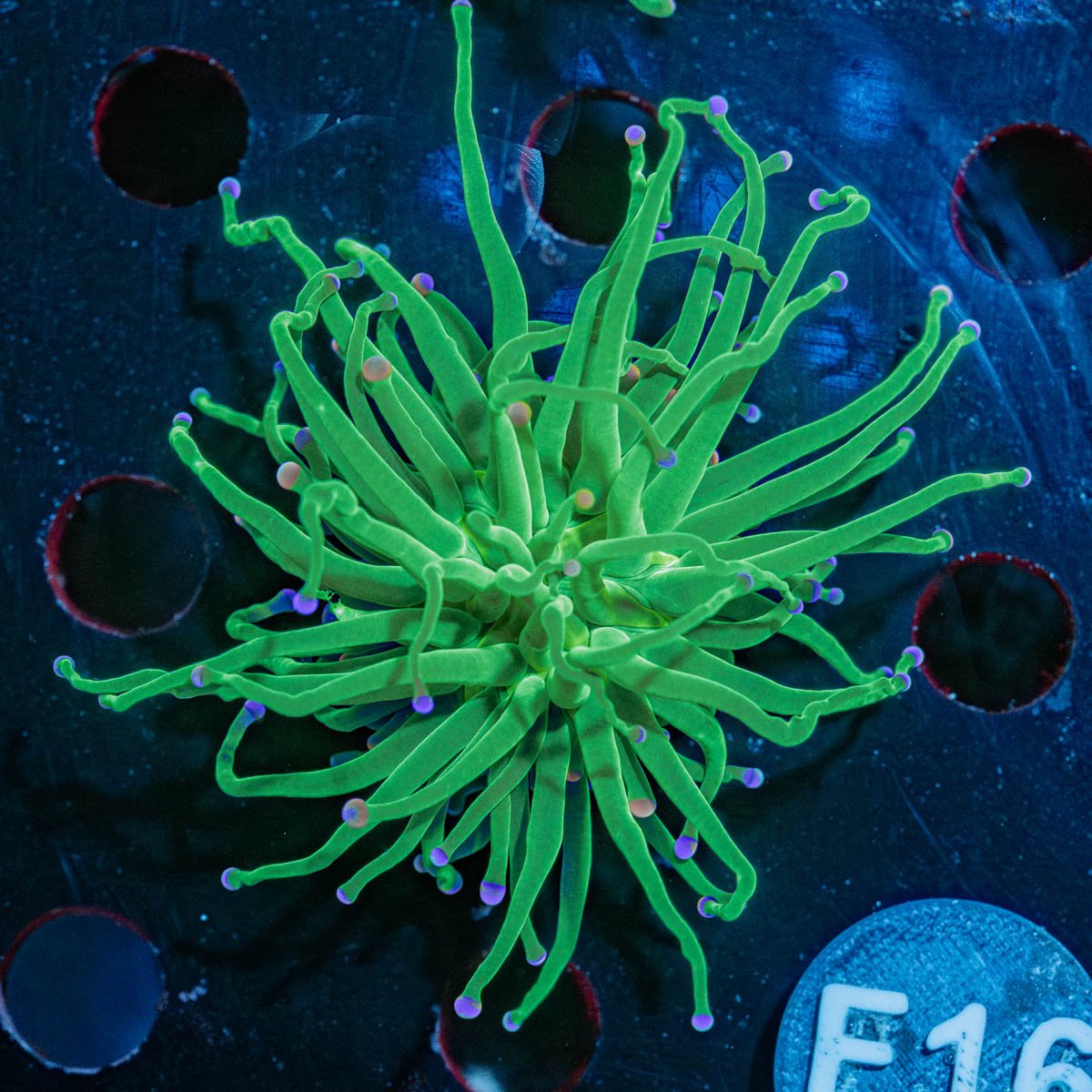 Cotton Candy Torch Euphyllia - riptide aquaculture llc