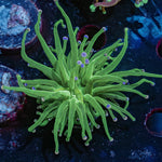 Cotton Candy Torch Euphyllia - riptide aquaculture llc