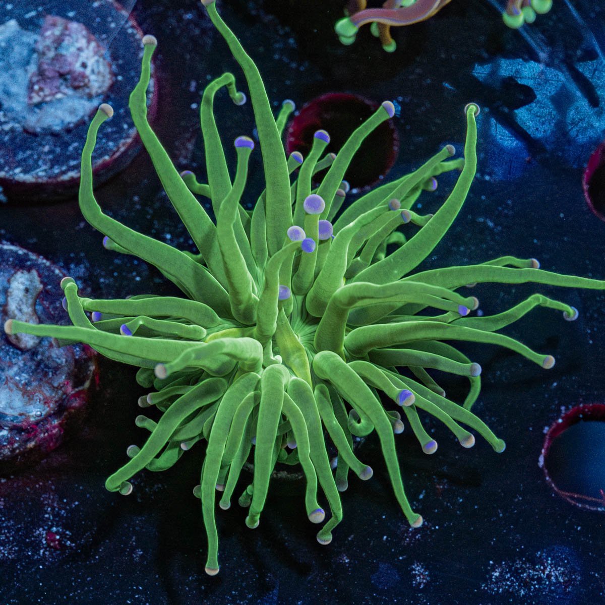 Cotton Candy Torch Euphyllia - riptide aquaculture llc