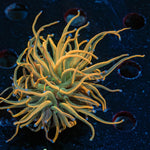 Sundrop Torch Euphyllia - riptide aquaculture llc