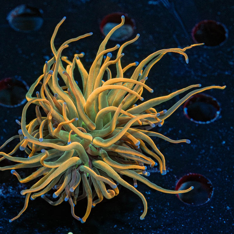 Sundrop Torch Euphyllia