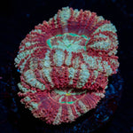 Red Fox asian Acan Micromussa - riptide aquaculture llc