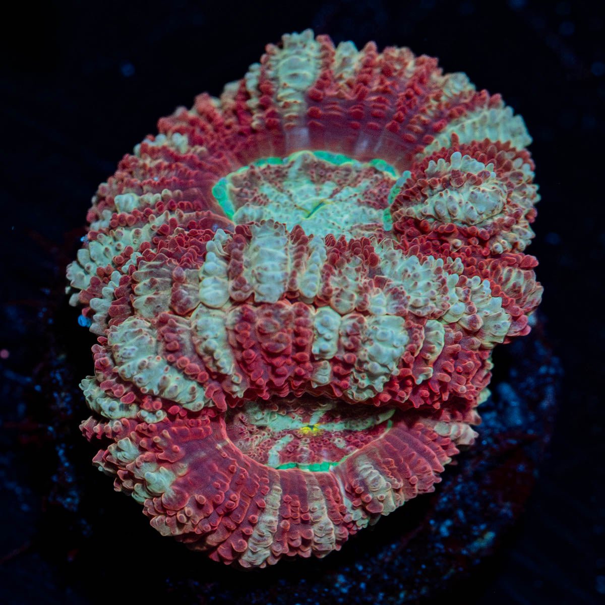 Red Fox asian Acan Micromussa - riptide aquaculture llc