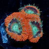 Crimson Micromussa Acan - riptide aquaculture llc